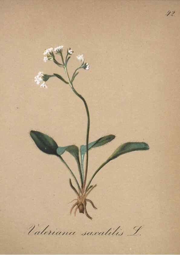 Reproducción/Reproduction 7215977342: Die Alpenpflanzen nach der Natur gemalt /. Prag :F. Tempsky,1879-1884.