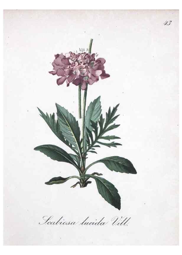 Reproducción/Reproduction 7215978616: Die Alpenpflanzen nach der Natur gemalt /. Prag :F. Tempsky,1879-1884.