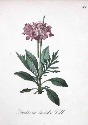 Reproducción/Reproduction 7215978616: Die Alpenpflanzen nach der Natur gemalt /. Prag :F. Tempsky,1879-1884.
