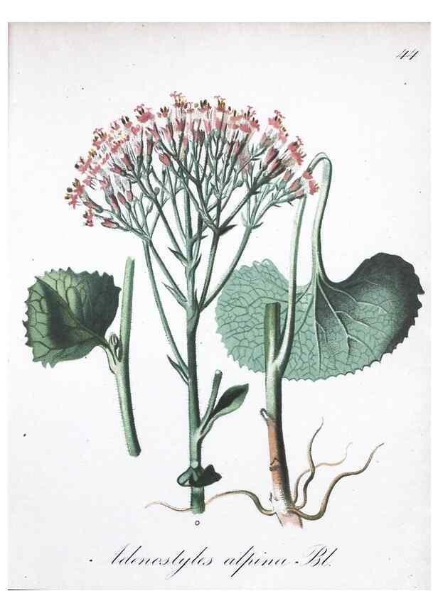 Reproducción/Reproduction 7215980022: Die Alpenpflanzen nach der Natur gemalt /. Prag :F. Tempsky,1879-1884.