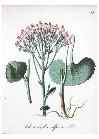 Reproducción/Reproduction 7215980022: Die Alpenpflanzen nach der Natur gemalt /. Prag :F. Tempsky,1879-1884.