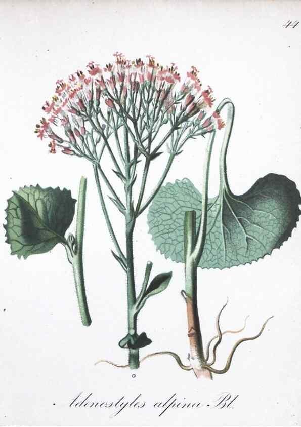Reproducción/Reproduction 7215980022: Die Alpenpflanzen nach der Natur gemalt /. Prag :F. Tempsky,1879-1884.