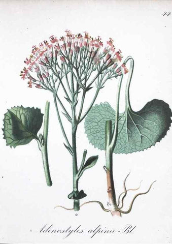 Reproducción/Reproduction 7215980022: Die Alpenpflanzen nach der Natur gemalt /. Prag :F. Tempsky,1879-1884.