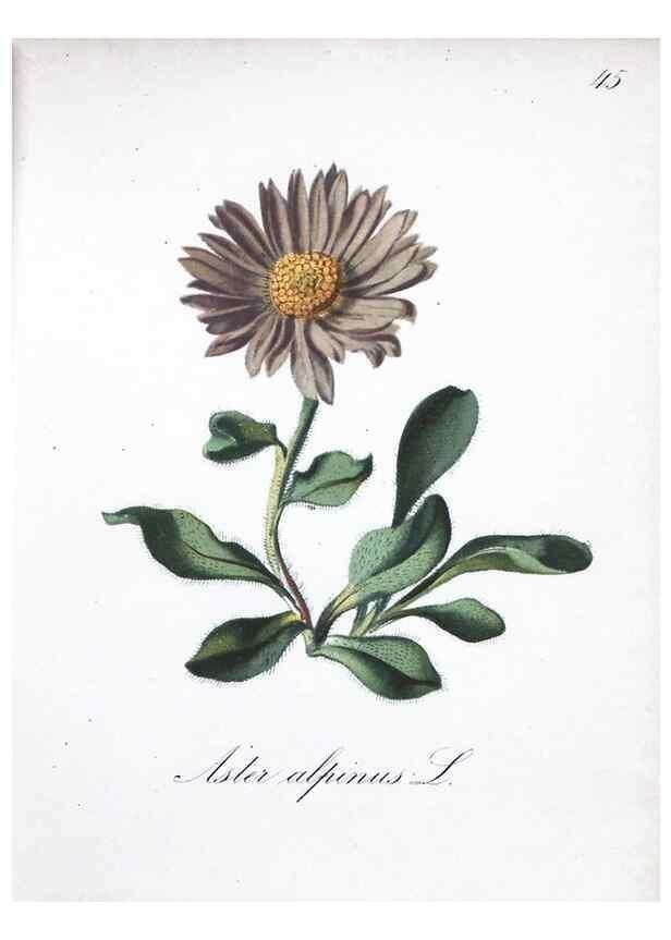 Reproducción/Reproduction 7215981010: Die Alpenpflanzen nach der Natur gemalt /. Prag :F. Tempsky,1879-1884.