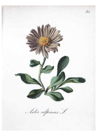 Reproducción/Reproduction 7215981010: Die Alpenpflanzen nach der Natur gemalt /. Prag :F. Tempsky,1879-1884.