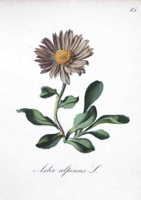 Reproducción/Reproduction 7215981010: Die Alpenpflanzen nach der Natur gemalt /. Prag :F. Tempsky,1879-1884.