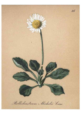 Reproducción/Reproduction 7215982092: Die Alpenpflanzen nach der Natur gemalt /. Prag :F. Tempsky,1879-1884.