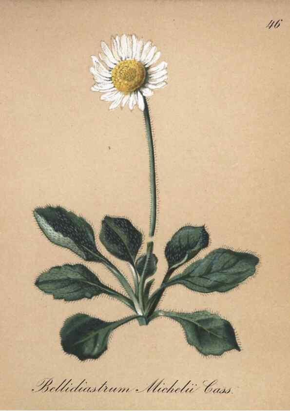 Reproducción/Reproduction 7215982092: Die Alpenpflanzen nach der Natur gemalt /. Prag :F. Tempsky,1879-1884.