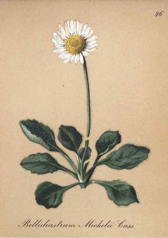 Reproducción/Reproduction 7215982092: Die Alpenpflanzen nach der Natur gemalt /. Prag :F. Tempsky,1879-1884.