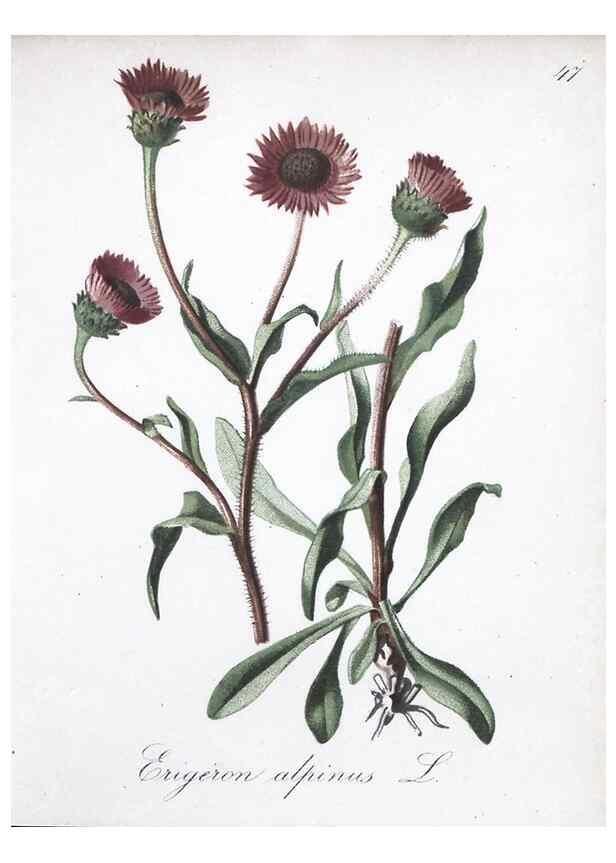 Reproducción/Reproduction 7215983464: Die Alpenpflanzen nach der Natur gemalt /. Prag :F. Tempsky,1879-1884.