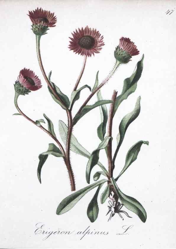 Reproducción/Reproduction 7215983464: Die Alpenpflanzen nach der Natur gemalt /. Prag :F. Tempsky,1879-1884.