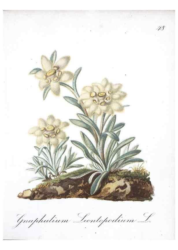 Reproducción/Reproduction 7215984782: Die Alpenpflanzen nach der Natur gemalt /. Prag :F. Tempsky,1879-1884.