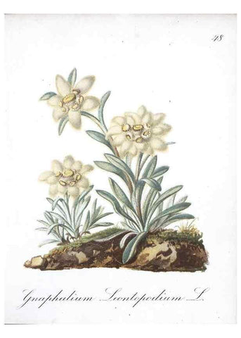Reproducción/Reproduction 7215984782: Die Alpenpflanzen nach der Natur gemalt /. Prag :F. Tempsky,1879-1884.