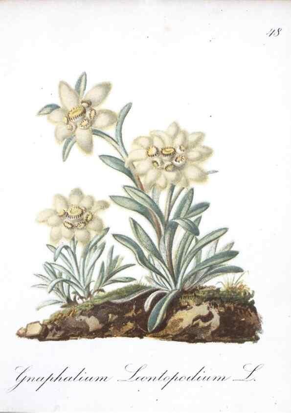 Reproducción/Reproduction 7215984782: Die Alpenpflanzen nach der Natur gemalt /. Prag :F. Tempsky,1879-1884.