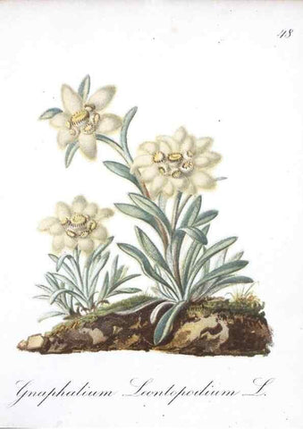 Reproducción/Reproduction 7215984782: Die Alpenpflanzen nach der Natur gemalt /. Prag :F. Tempsky,1879-1884.