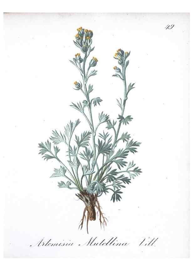 Reproducción/Reproduction 7215986236: Die Alpenpflanzen nach der Natur gemalt /. Prag :F. Tempsky,1879-1884.