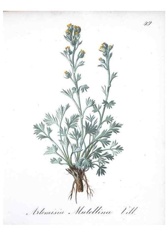 Reproducción/Reproduction 7215986236: Die Alpenpflanzen nach der Natur gemalt /. Prag :F. Tempsky,1879-1884.