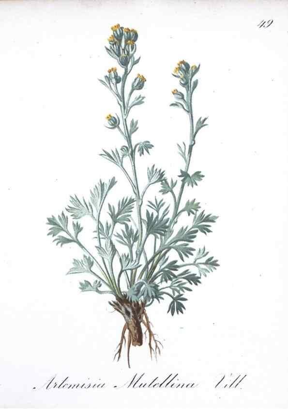 Reproducción/Reproduction 7215986236: Die Alpenpflanzen nach der Natur gemalt /. Prag :F. Tempsky,1879-1884.
