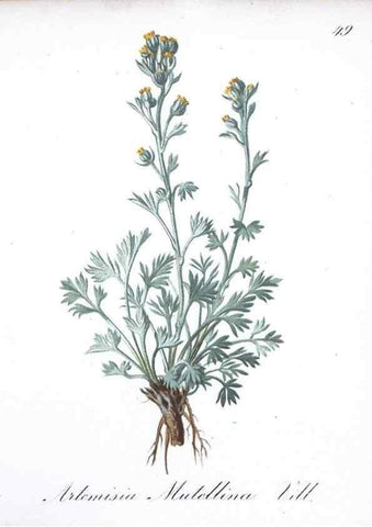 Reproducción/Reproduction 7215986236: Die Alpenpflanzen nach der Natur gemalt /. Prag :F. Tempsky,1879-1884.