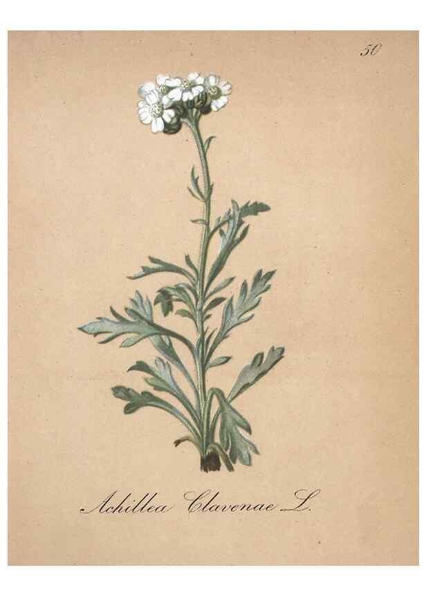 Reproducción/Reproduction 7215987620: Die Alpenpflanzen nach der Natur gemalt /. Prag :F. Tempsky,1879-1884.