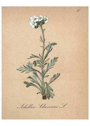 Reproducción/Reproduction 7215987620: Die Alpenpflanzen nach der Natur gemalt /. Prag :F. Tempsky,1879-1884.