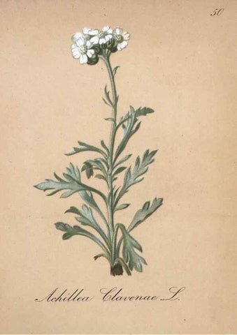 Reproducción/Reproduction 7215987620: Die Alpenpflanzen nach der Natur gemalt /. Prag :F. Tempsky,1879-1884.