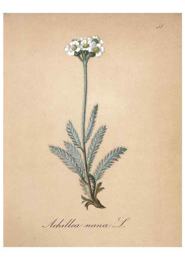 Reproducción/Reproduction 7215988970: Die Alpenpflanzen nach der Natur gemalt /. Prag :F. Tempsky,1879-1884.