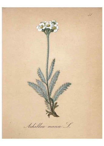 Reproducción/Reproduction 7215988970: Die Alpenpflanzen nach der Natur gemalt /. Prag :F. Tempsky,1879-1884.