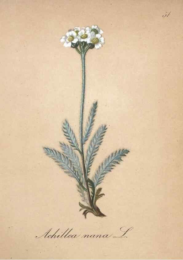 Reproducción/Reproduction 7215988970: Die Alpenpflanzen nach der Natur gemalt /. Prag :F. Tempsky,1879-1884.