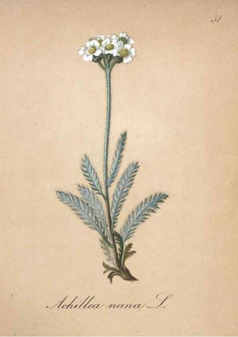 Reproducción/Reproduction 7215988970: Die Alpenpflanzen nach der Natur gemalt /. Prag :F. Tempsky,1879-1884.