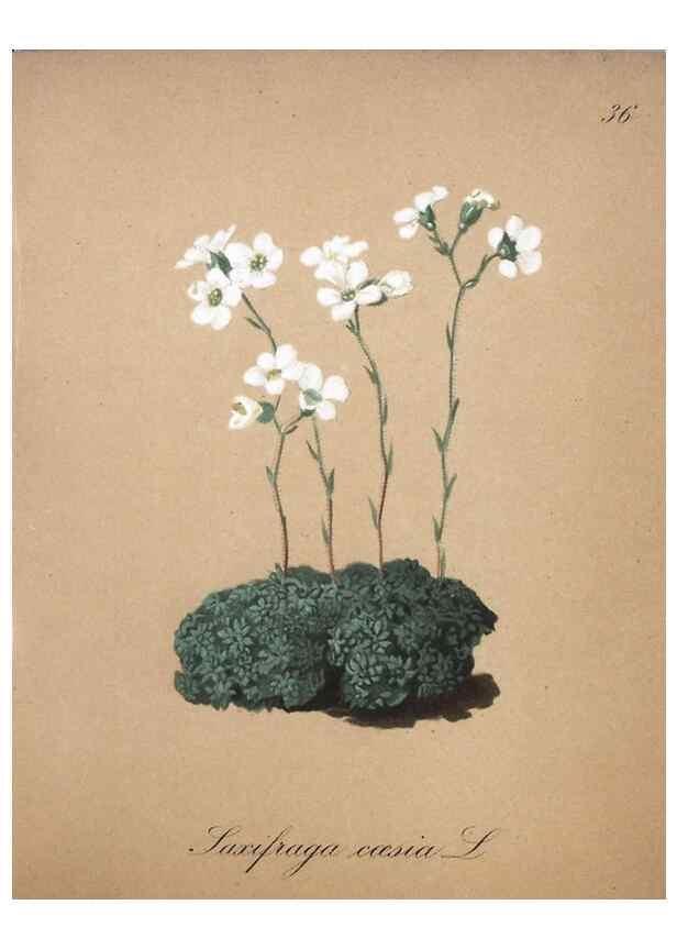 Reproducción/Reproduction 7215969456: Die Alpenpflanzen nach der Natur gemalt /. Prag :F. Tempsky,1879-1884.