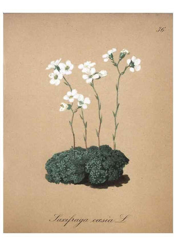 Reproducción/Reproduction 7215969456: Die Alpenpflanzen nach der Natur gemalt /. Prag :F. Tempsky,1879-1884.