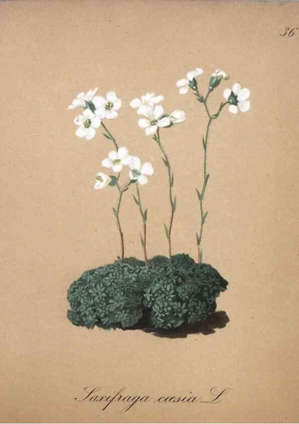 Reproducción/Reproduction 7215969456: Die Alpenpflanzen nach der Natur gemalt /. Prag :F. Tempsky,1879-1884.