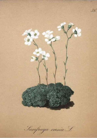 Reproducción/Reproduction 7215969456: Die Alpenpflanzen nach der Natur gemalt /. Prag :F. Tempsky,1879-1884.