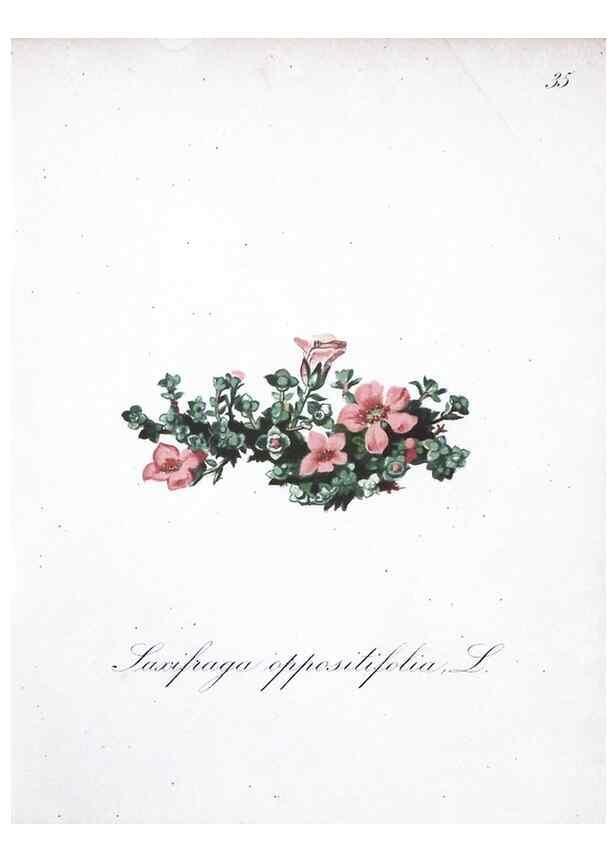 Reproducción/Reproduction 7215967960: Die Alpenpflanzen nach der Natur gemalt /. Prag :F. Tempsky,1879-1884.