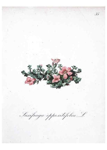 Reproducción/Reproduction 7215967960: Die Alpenpflanzen nach der Natur gemalt /. Prag :F. Tempsky,1879-1884.