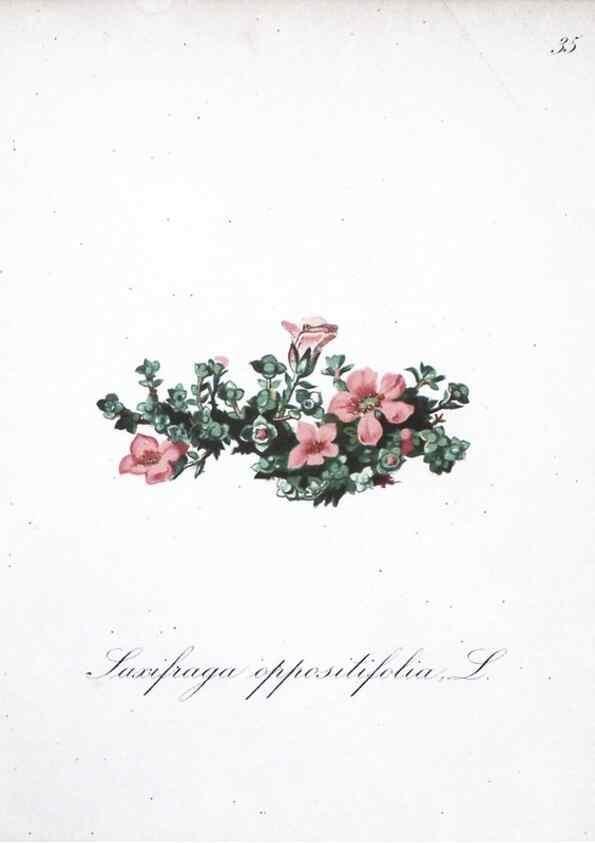 Reproducción/Reproduction 7215967960: Die Alpenpflanzen nach der Natur gemalt /. Prag :F. Tempsky,1879-1884.