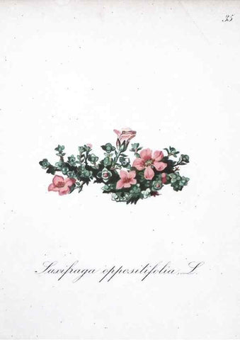 Reproducción/Reproduction 7215967960: Die Alpenpflanzen nach der Natur gemalt /. Prag :F. Tempsky,1879-1884.