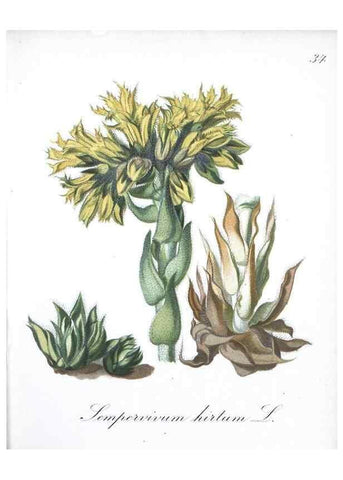 Reproducción/Reproduction 7215966618: Die Alpenpflanzen nach der Natur gemalt /. Prag :F. Tempsky,1879-1884.