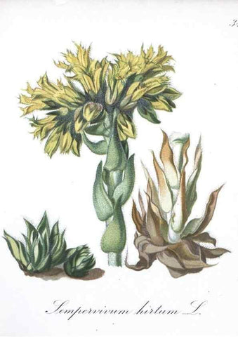 Reproducción/Reproduction 7215966618: Die Alpenpflanzen nach der Natur gemalt /. Prag :F. Tempsky,1879-1884.