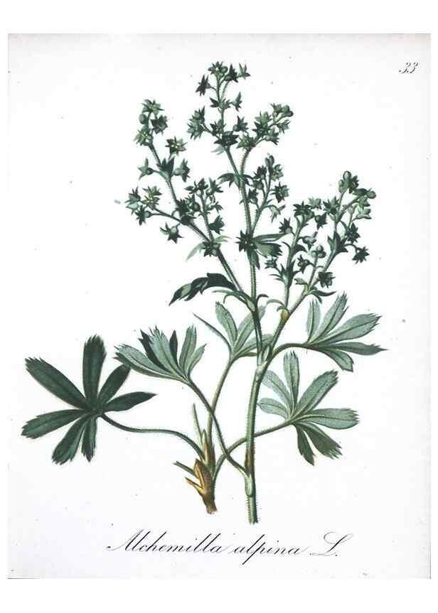 Reproducción/Reproduction 7215965616: Die Alpenpflanzen nach der Natur gemalt /. Prag :F. Tempsky,1879-1884.