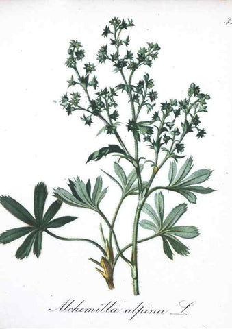 Reproducción/Reproduction 7215965616: Die Alpenpflanzen nach der Natur gemalt /. Prag :F. Tempsky,1879-1884.