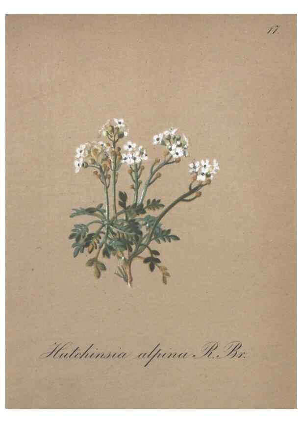 Reproducción/Reproduction 7215944224: Die Alpenpflanzen nach der Natur gemalt /. Prag :F. Tempsky,1879-1884.
