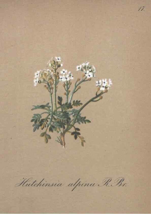 Reproducción/Reproduction 7215944224: Die Alpenpflanzen nach der Natur gemalt /. Prag :F. Tempsky,1879-1884.