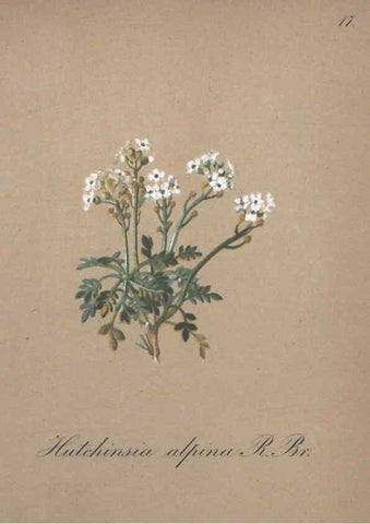 Reproducción/Reproduction 7215944224: Die Alpenpflanzen nach der Natur gemalt /. Prag :F. Tempsky,1879-1884.