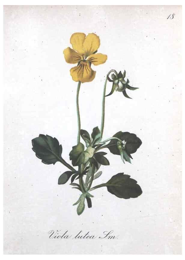 Reproducción/Reproduction 7215945322: Die Alpenpflanzen nach der Natur gemalt /. Prag :F. Tempsky,1879-1884.