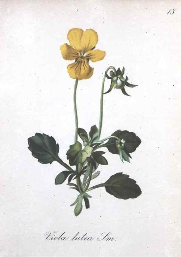 Reproducción/Reproduction 7215945322: Die Alpenpflanzen nach der Natur gemalt /. Prag :F. Tempsky,1879-1884.