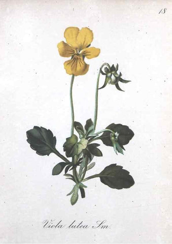 Reproducción/Reproduction 7215945322: Die Alpenpflanzen nach der Natur gemalt /. Prag :F. Tempsky,1879-1884.