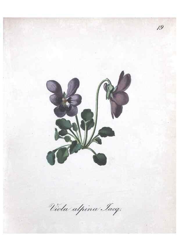 Reproducción/Reproduction 7215946278: Die Alpenpflanzen nach der Natur gemalt /. Prag :F. Tempsky,1879-1884.