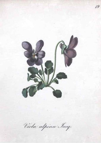 Reproducción/Reproduction 7215946278: Die Alpenpflanzen nach der Natur gemalt /. Prag :F. Tempsky,1879-1884.